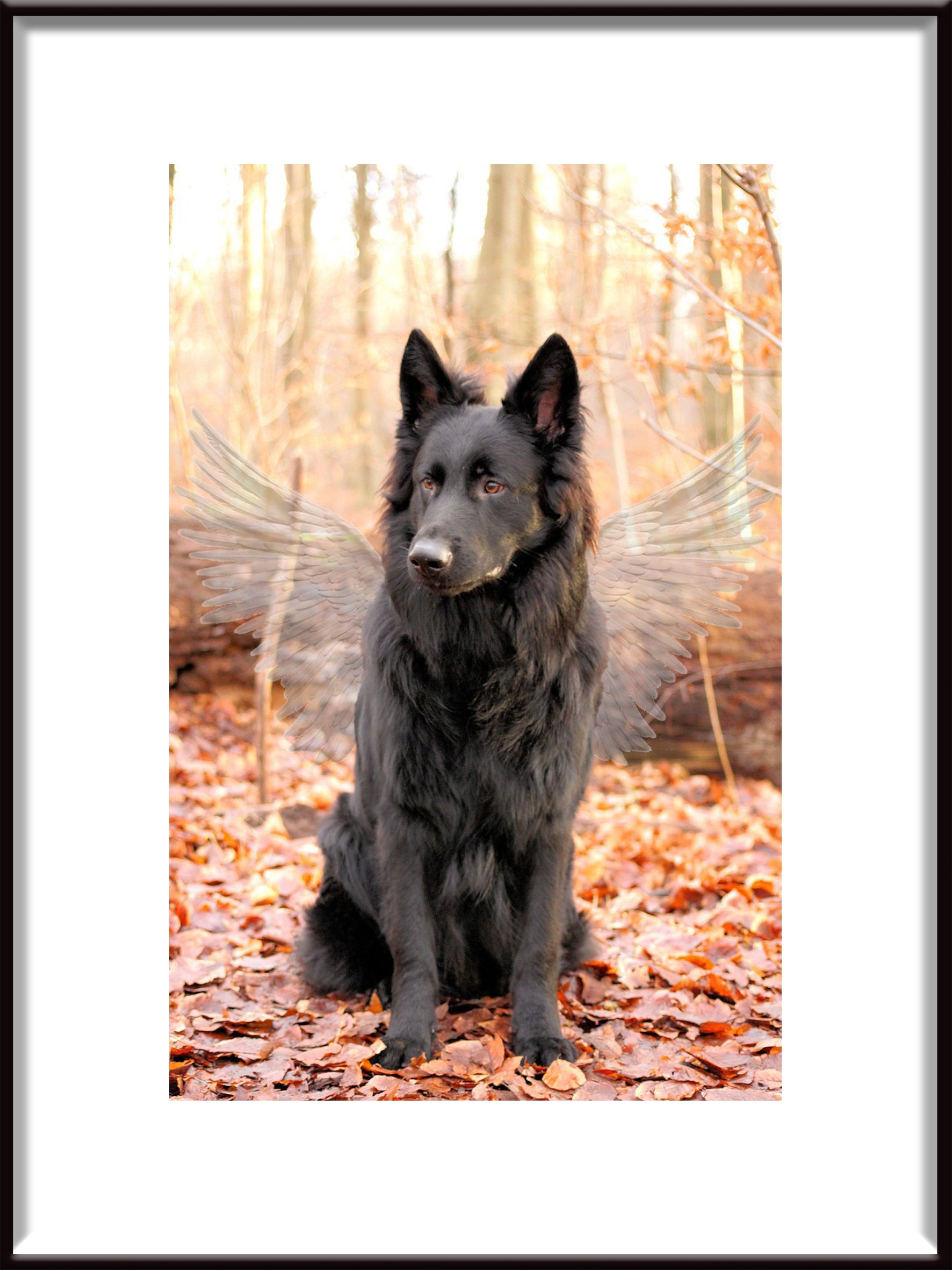 Pet Memorial Poster Wings

Minnesposter för Husdjur Vingar