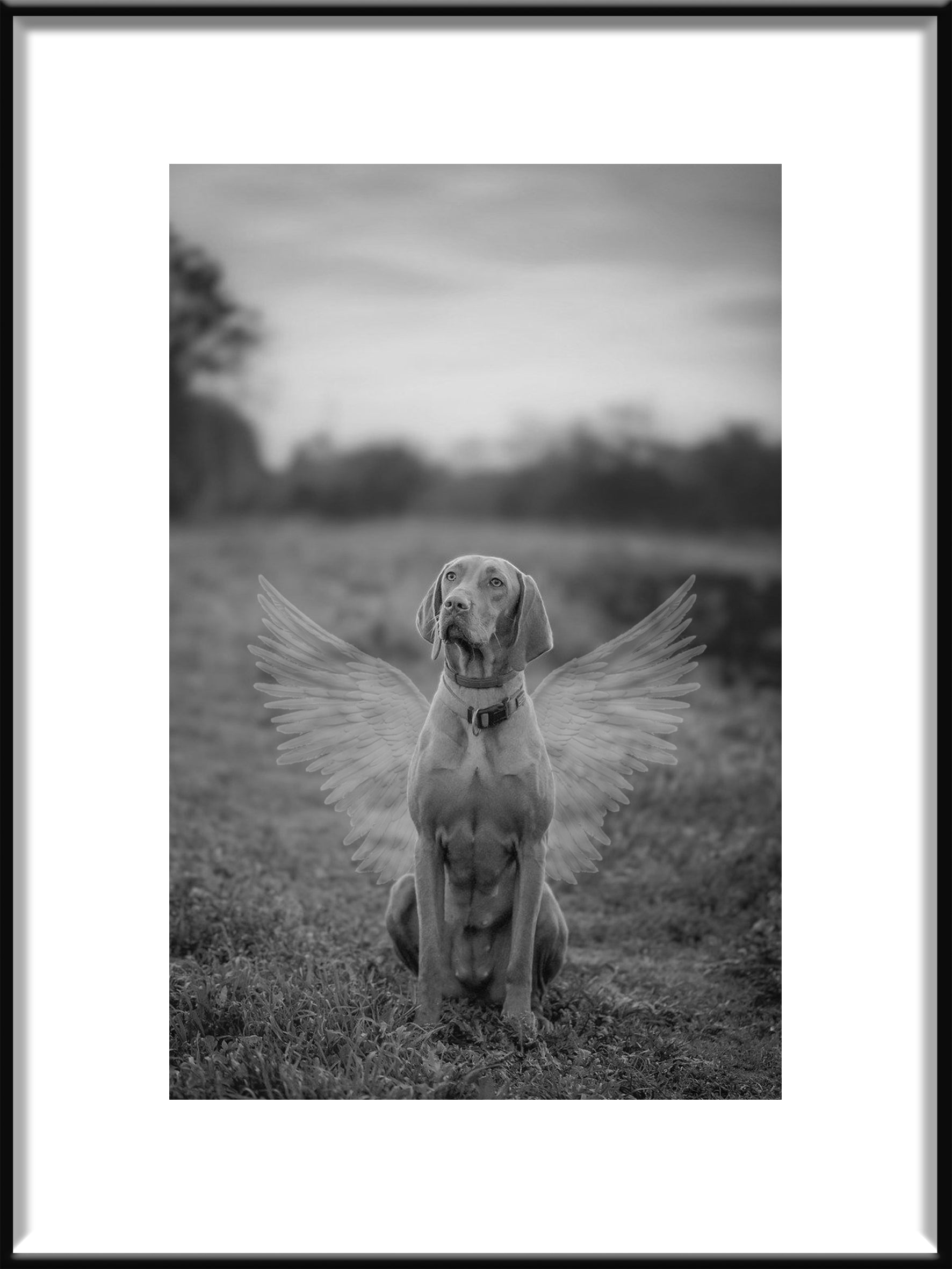 Pet Memorial Poster Wings

Minnesposter för Husdjur Vingar